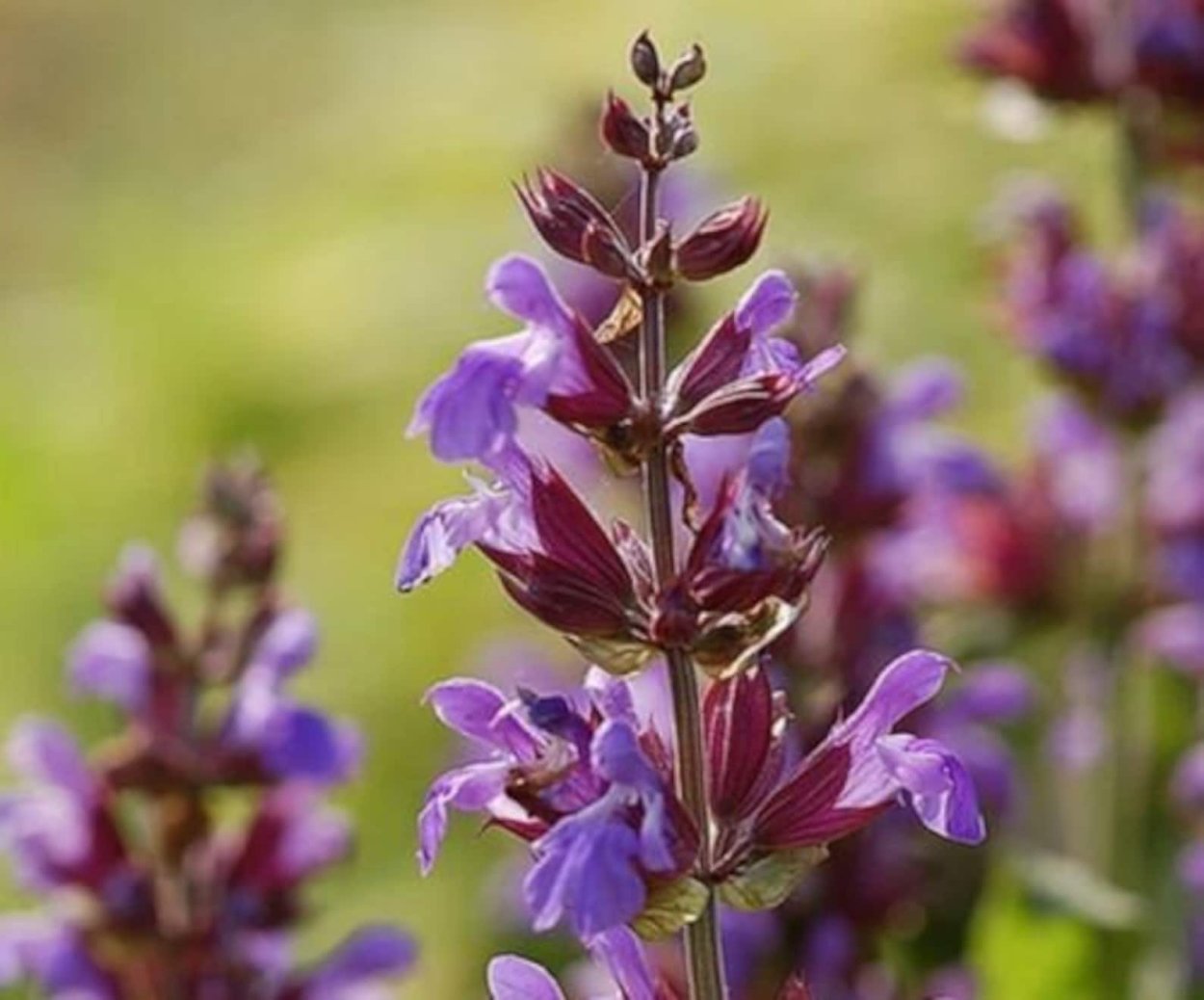 Шалфей лекарственный (Salvia officinalis)