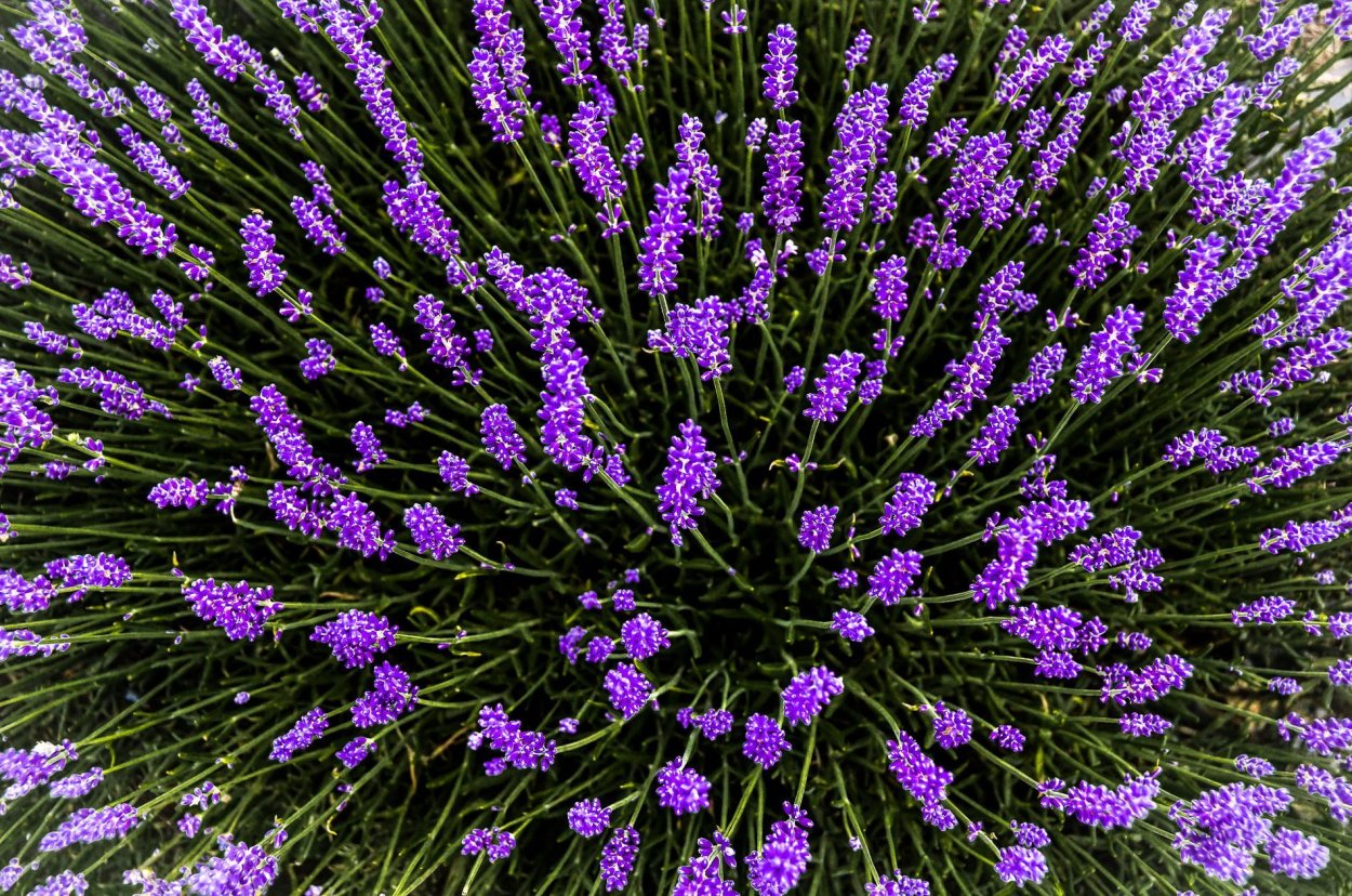 Лаванда узколистная Вознесенская