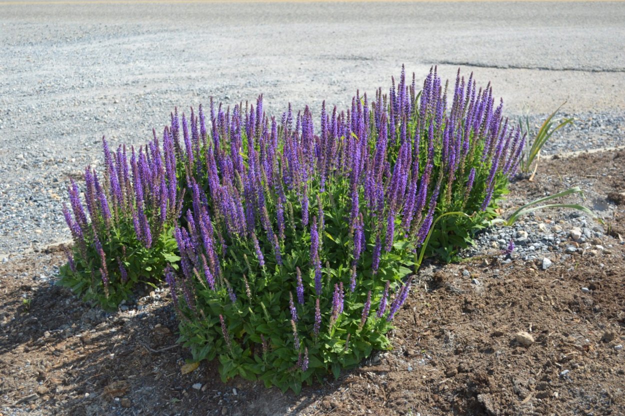 Шалфей Дубравный Marcus