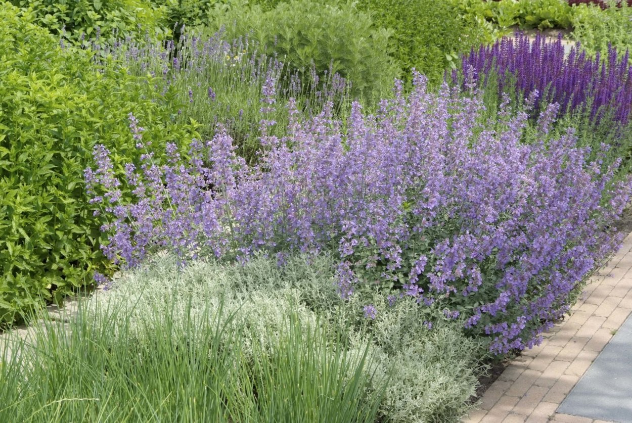 Котовник Фассена (Nepeta faassenii &#96;Kit Cat&#96;)