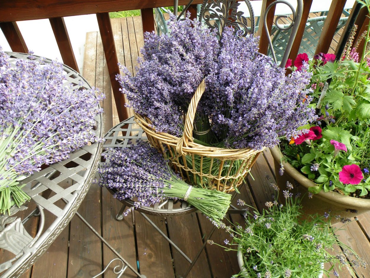 Лаванда ампельная