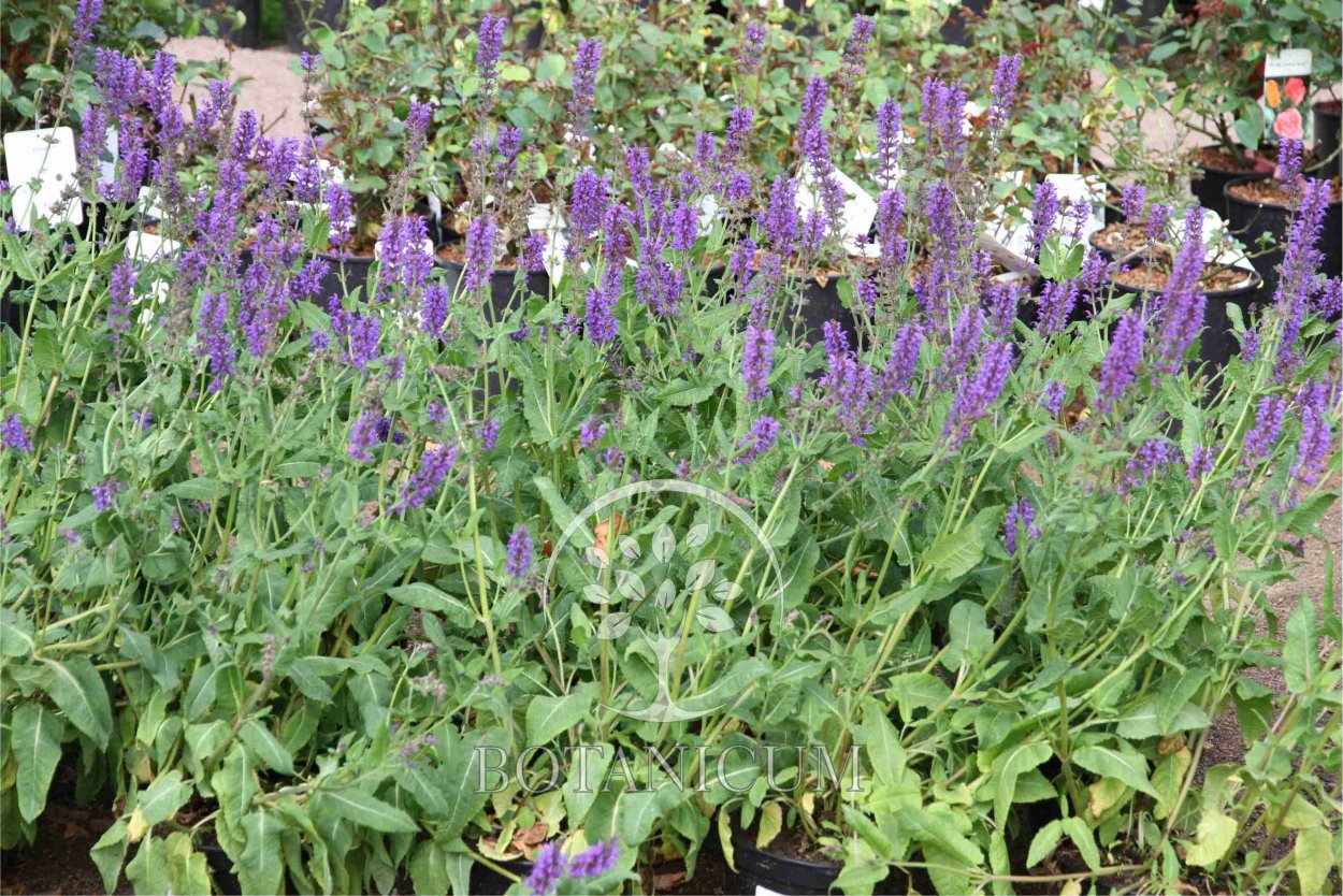 Шалфей Дубравный листья