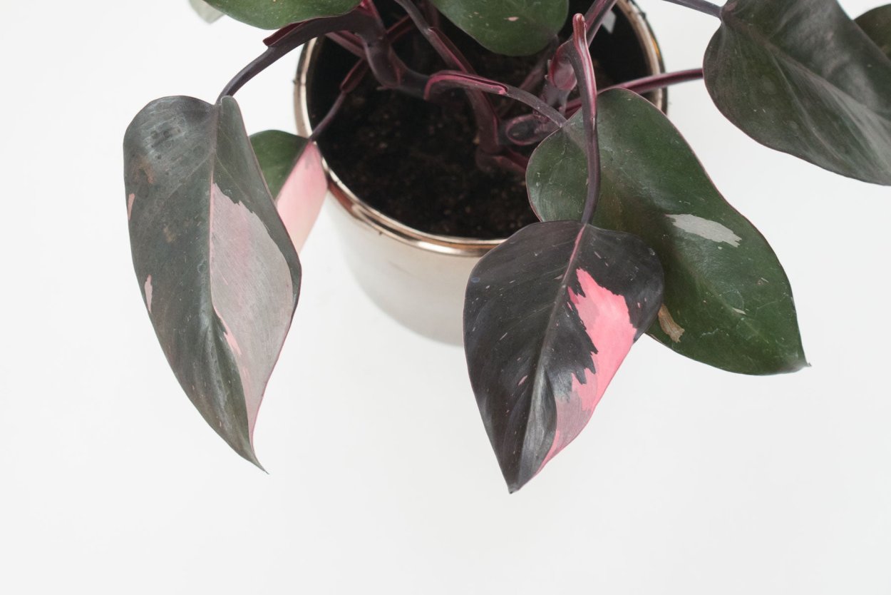 Филодендрон Пинк Квин