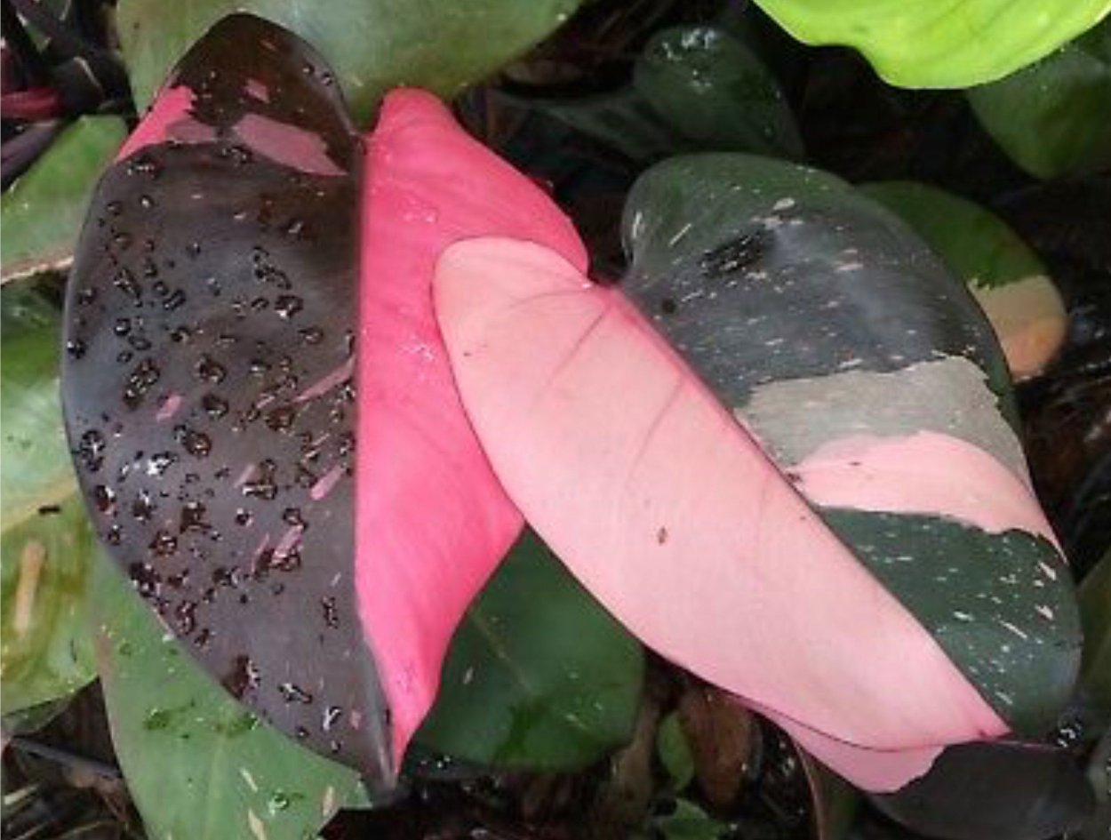 Филодендрон Pink Princess