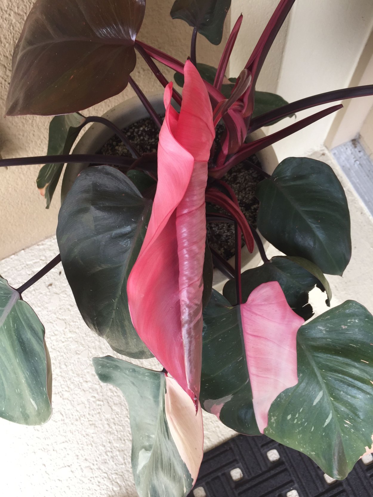 Филодендрон Стравберри Шейк