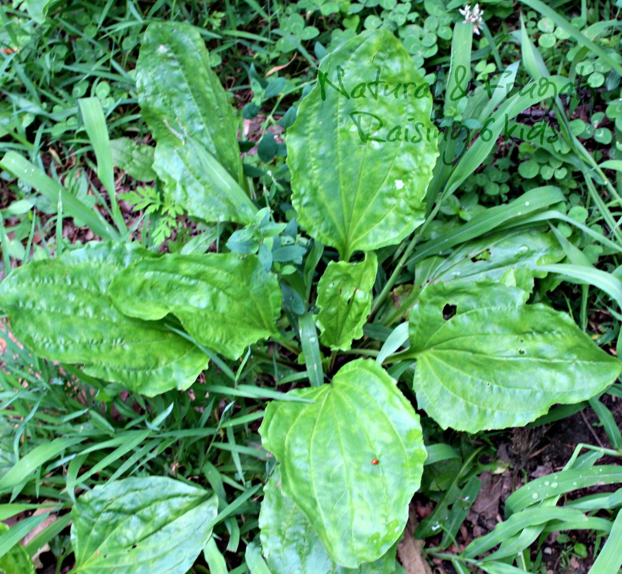 Хатутик трава армянская