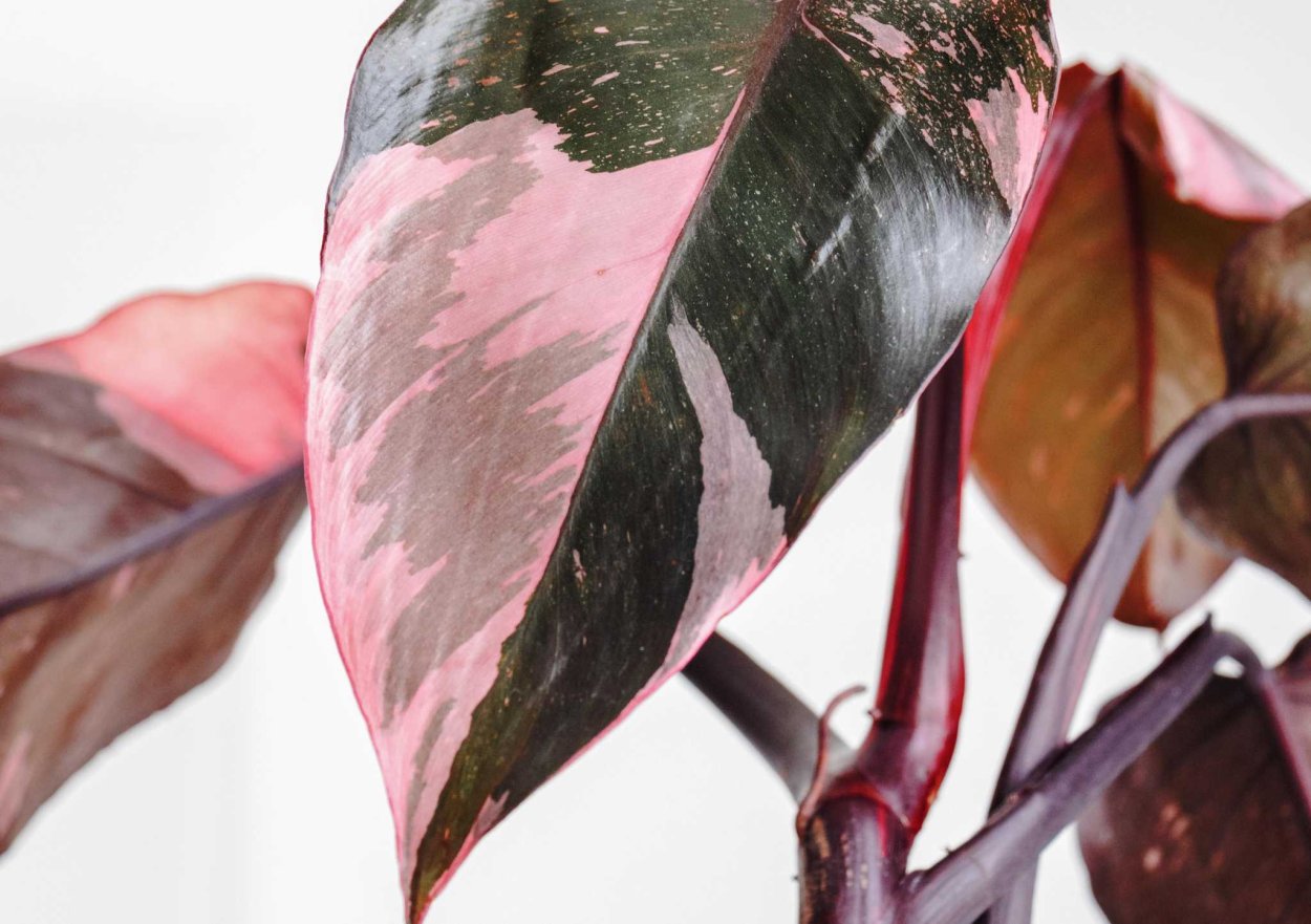 Филодендрон Пинк Конго