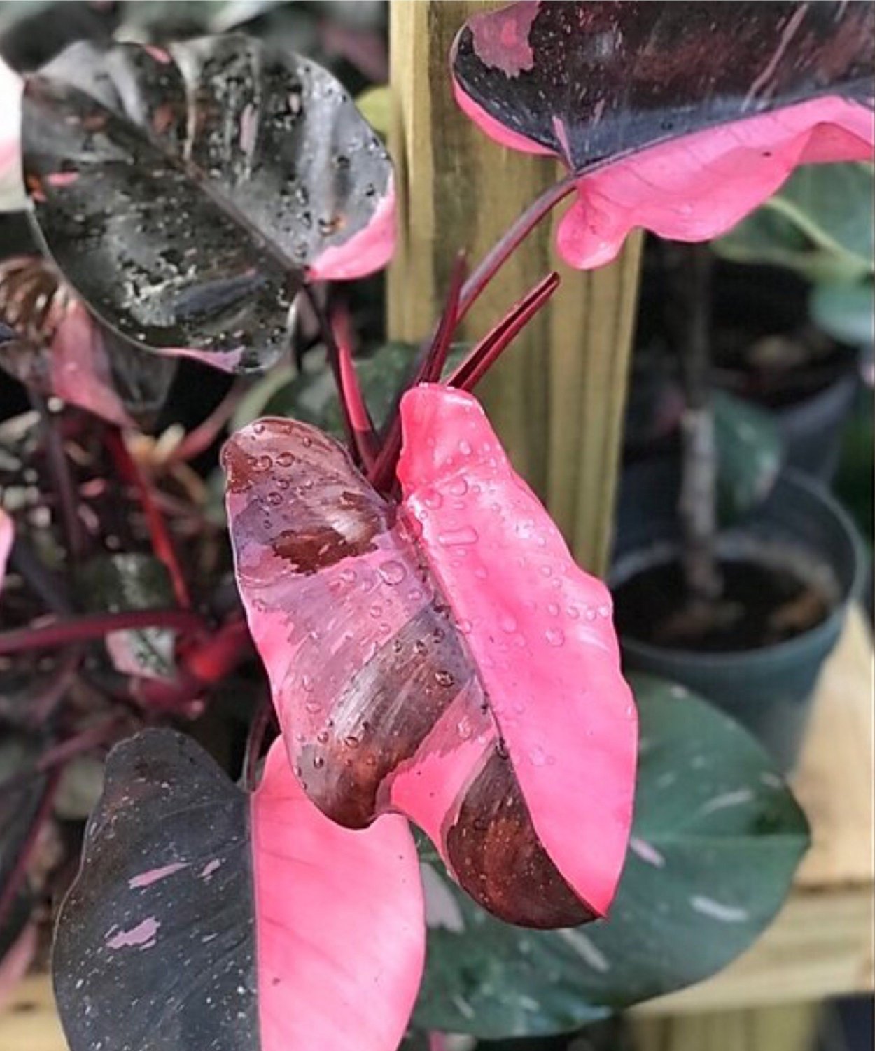 Филодендрон Pink Congo