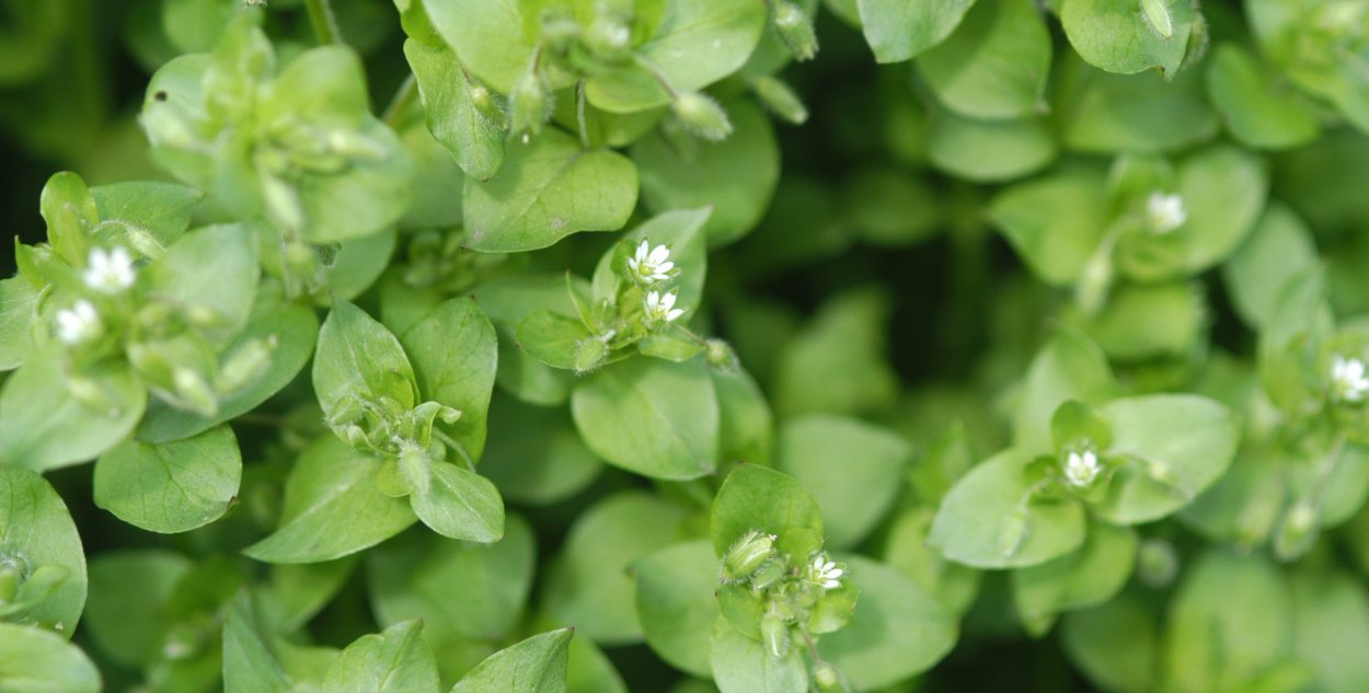 Чирок трава чирок армянская