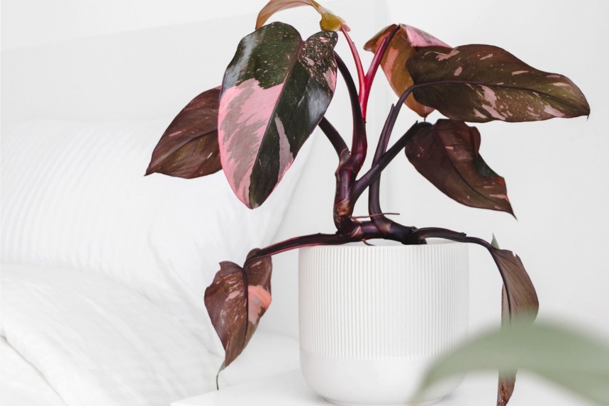 Филодендрон розовая принцесса