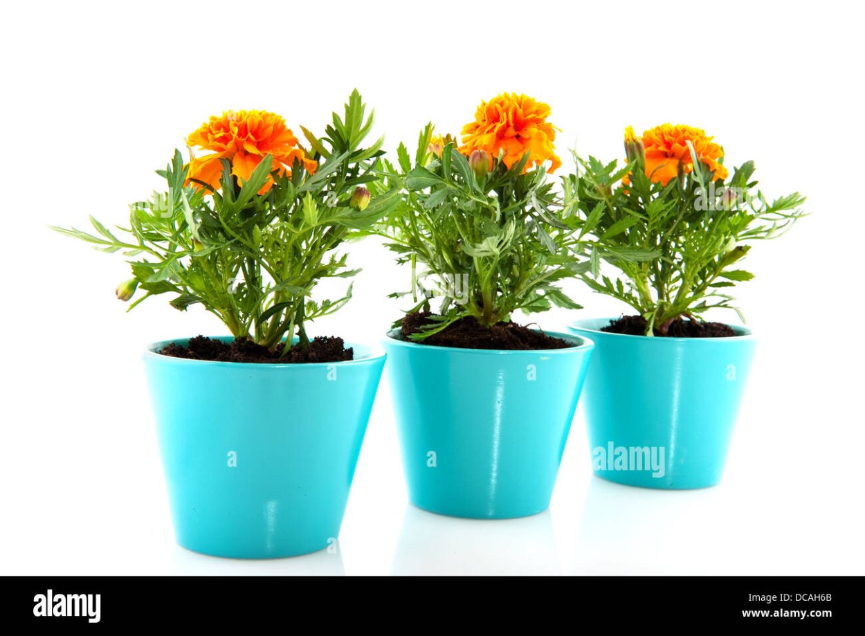 Эшшольция в горшке