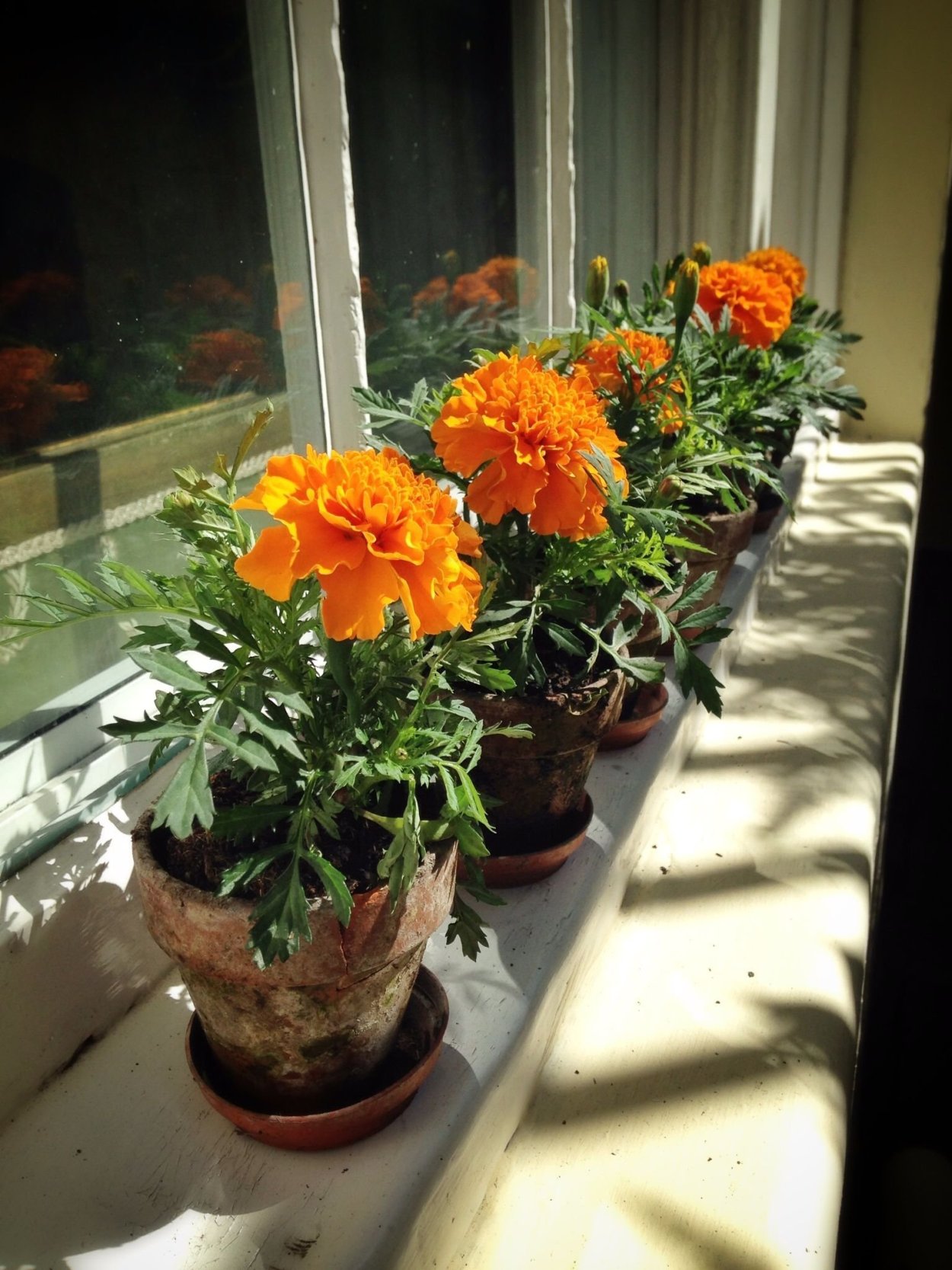 Бархатцы балконный сюрприз