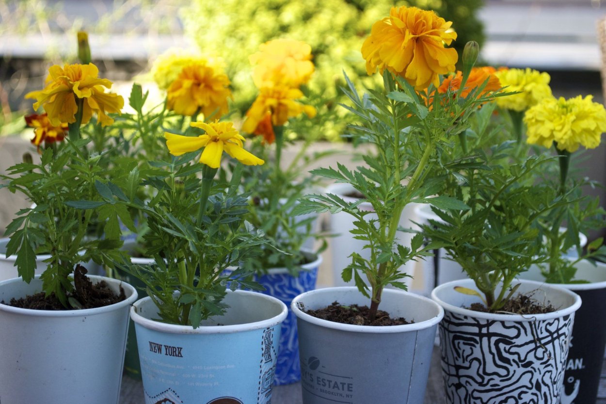 Бархатцы на подоконнике