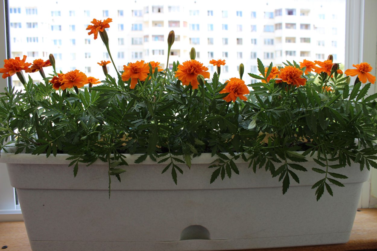 Бархатцы комнатные