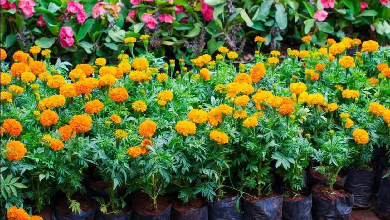 Бархатцы в контейнере