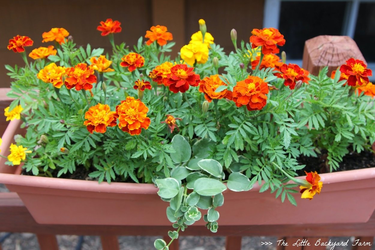 Бархатцы тонколистные в горшке