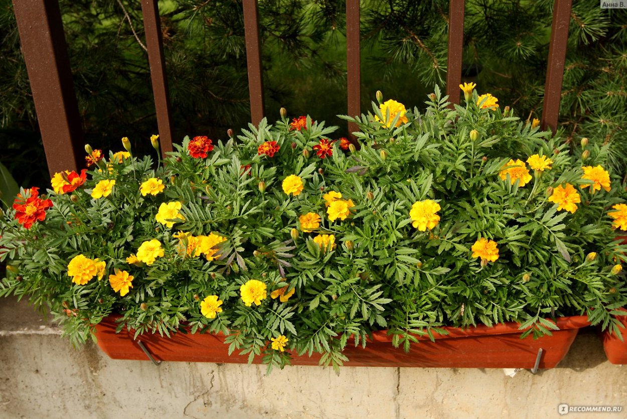 Бархатцы Марокко