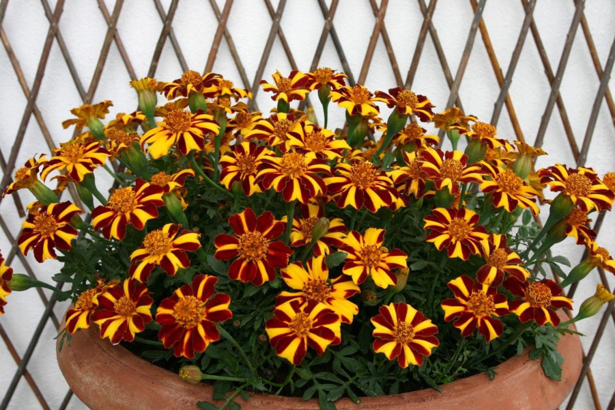 Бархатцы Курт Джестер