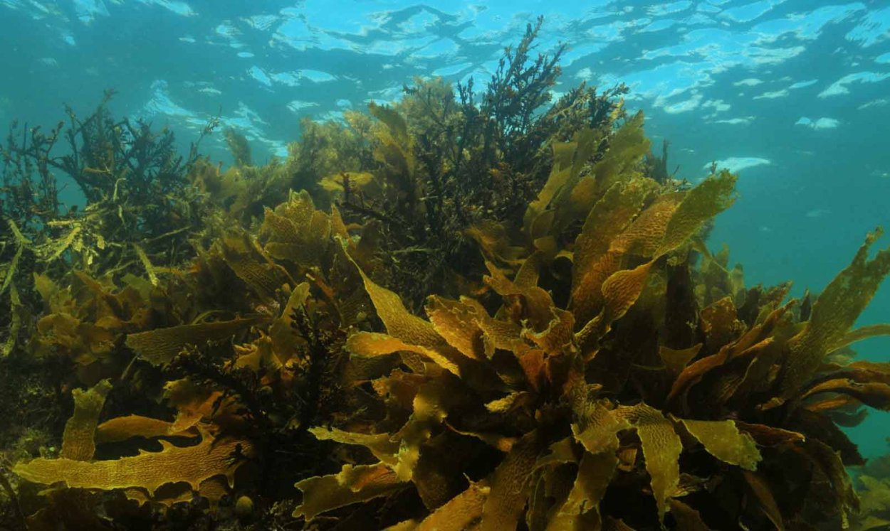 Ламинария в Северном Ледовитом океане