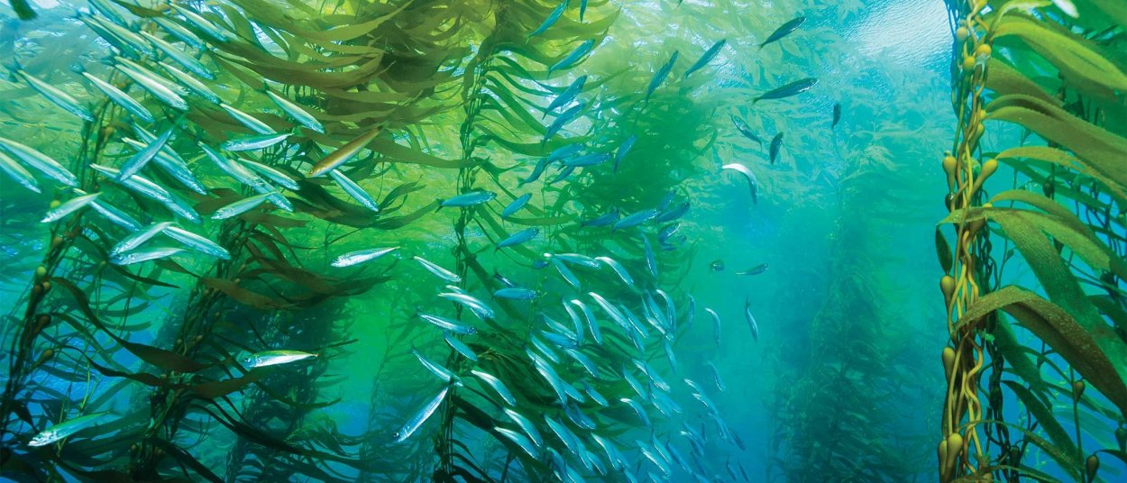 Ламинария Ангустата