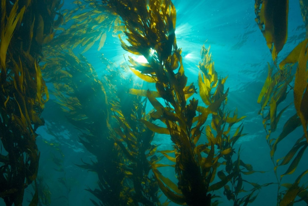 Капуста ламинария