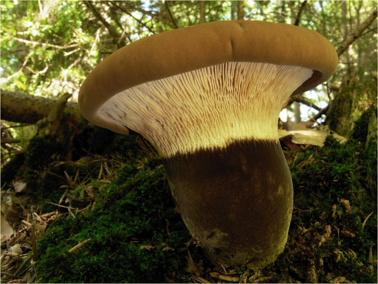 Гриб свинушка съедобный