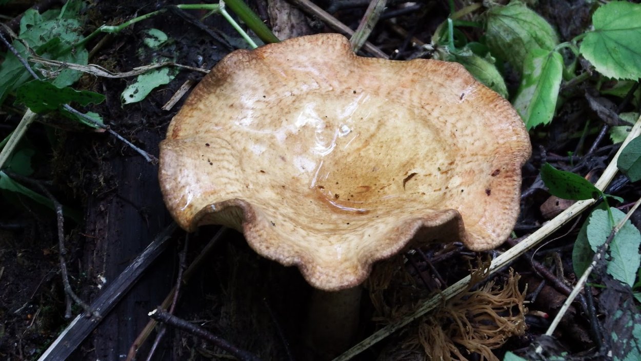 Свинушка толстая гриб