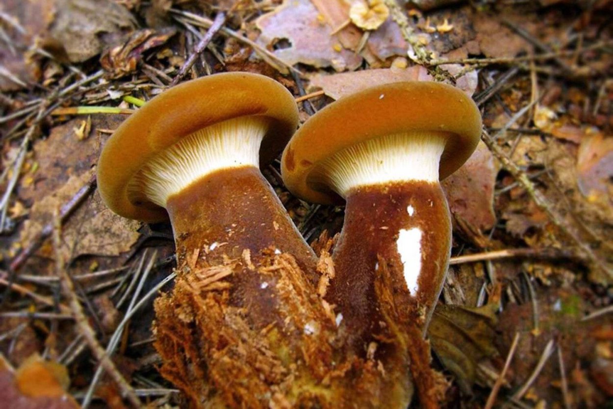 Свинушка гриб срез