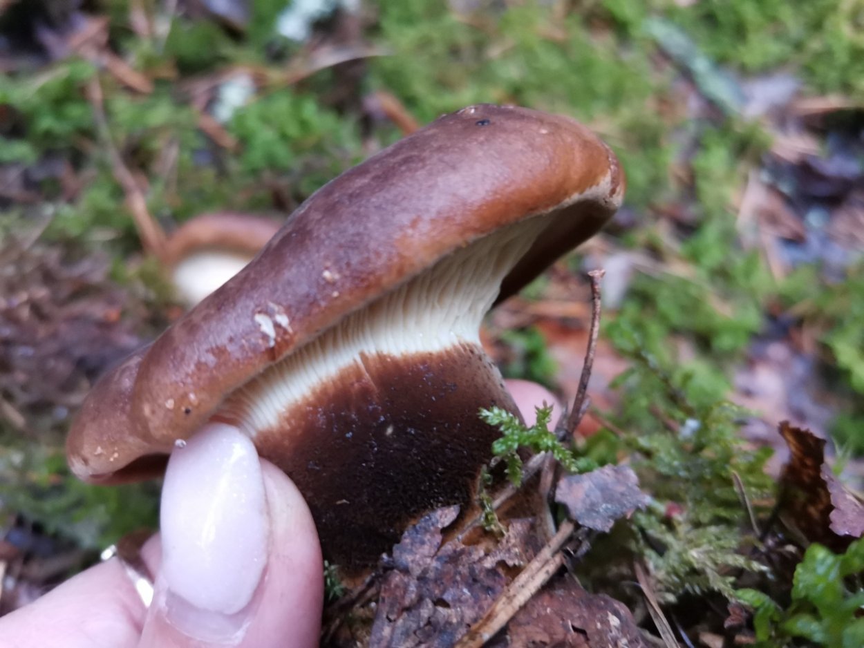 Свинушка тонкая гриб