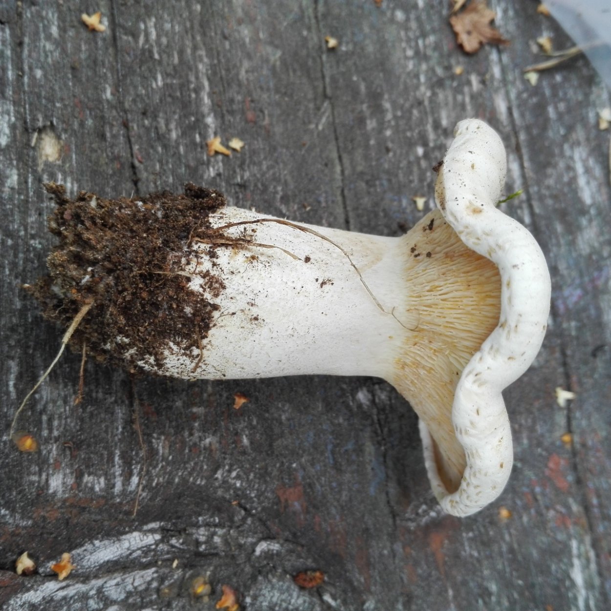 Свинушка Paxillus rubicundulus