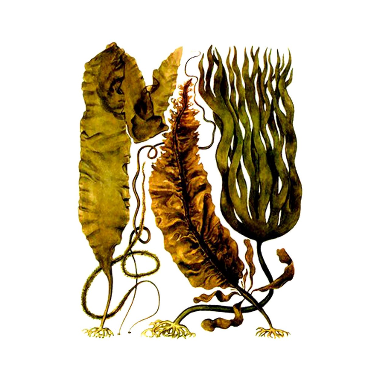 Салат из водорослей ламинария