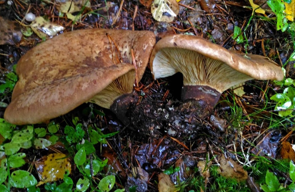 Свинуха гигантская (Leucopaxillus giganteus)