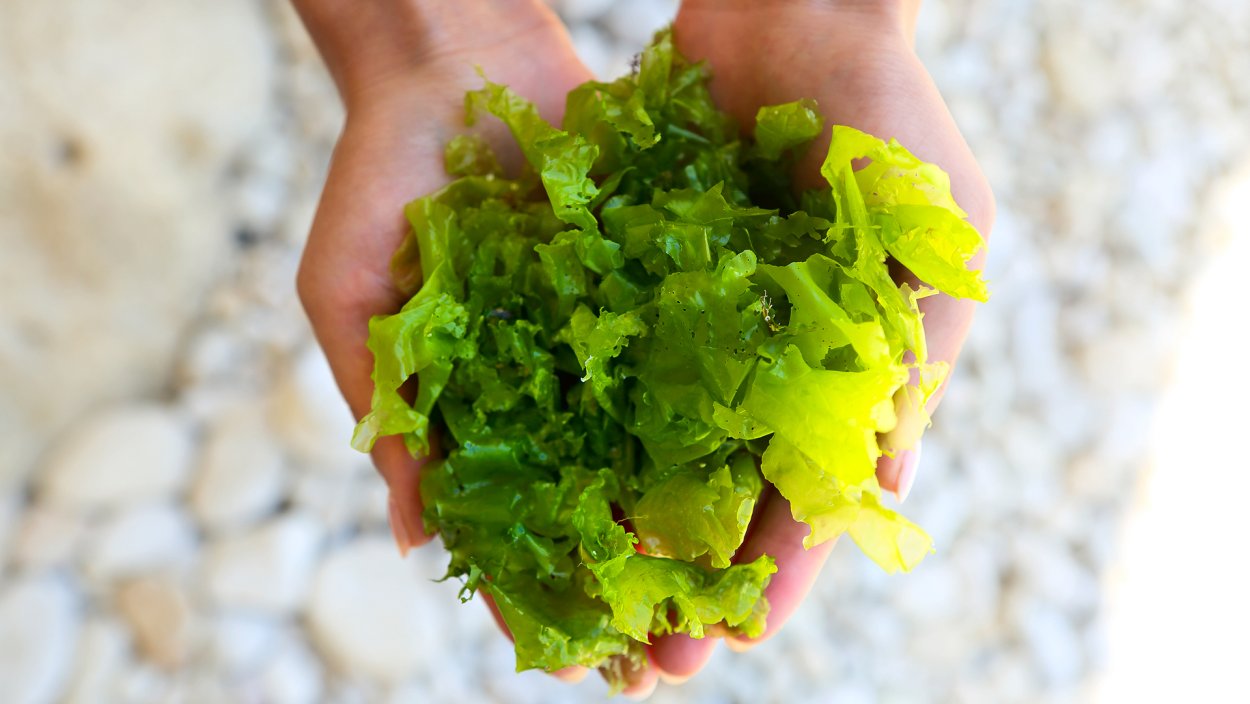 Водоросли ламинария