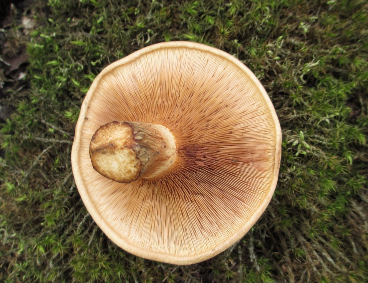 Грибы свинушки осень