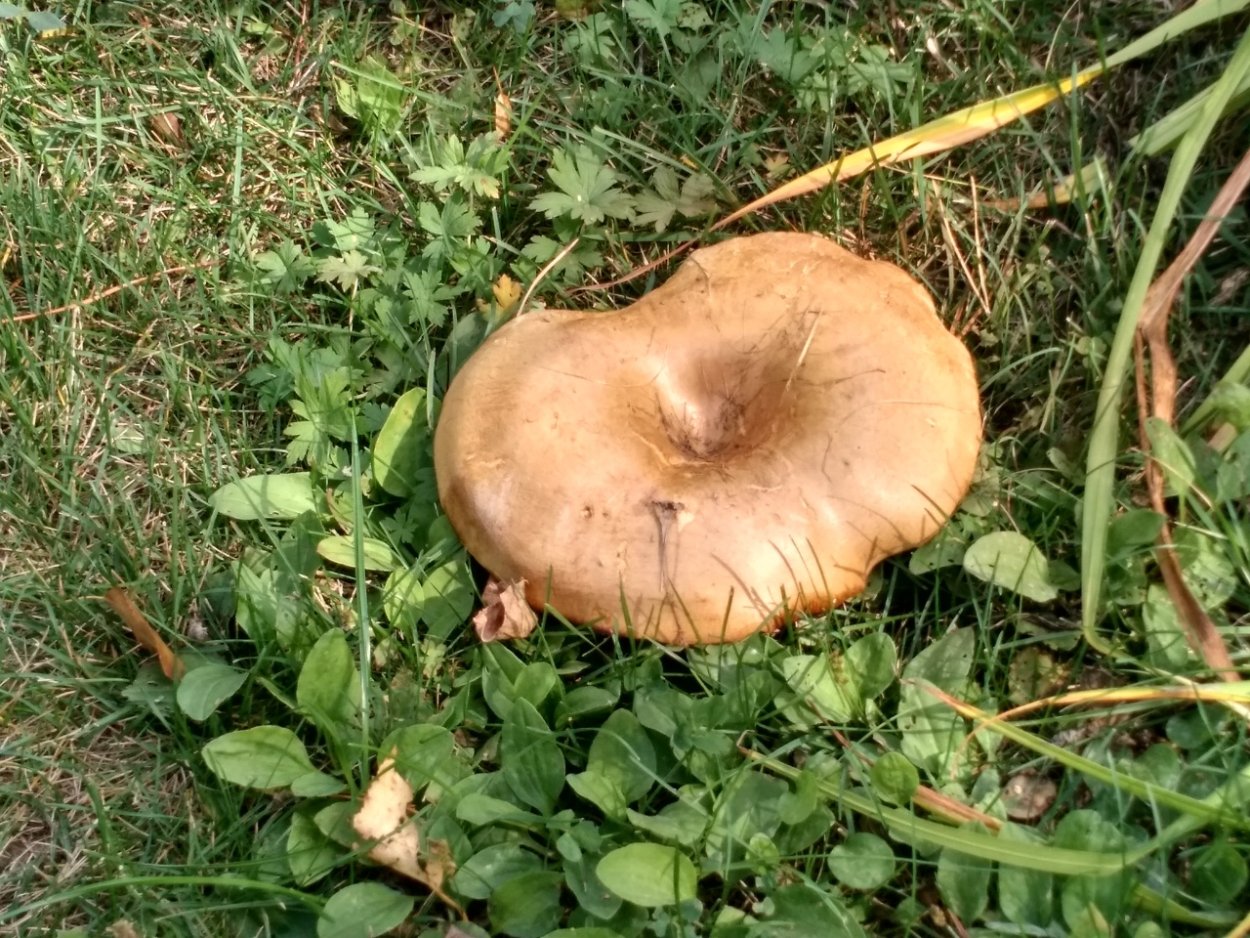 Гриб в форме сердца