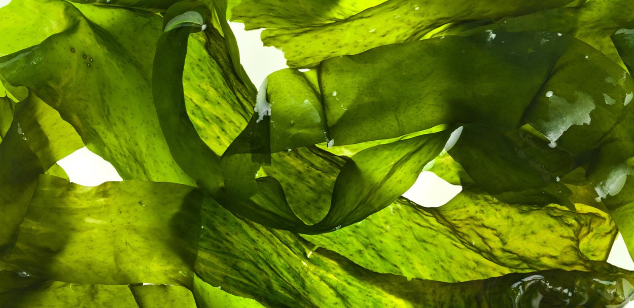 Морские водоросли вакаме сырые