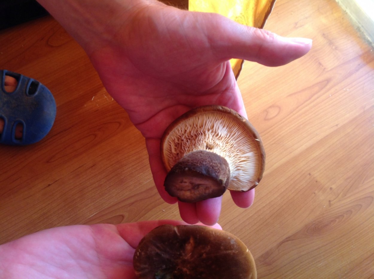 Свинушка тонкая Paxillus involutus