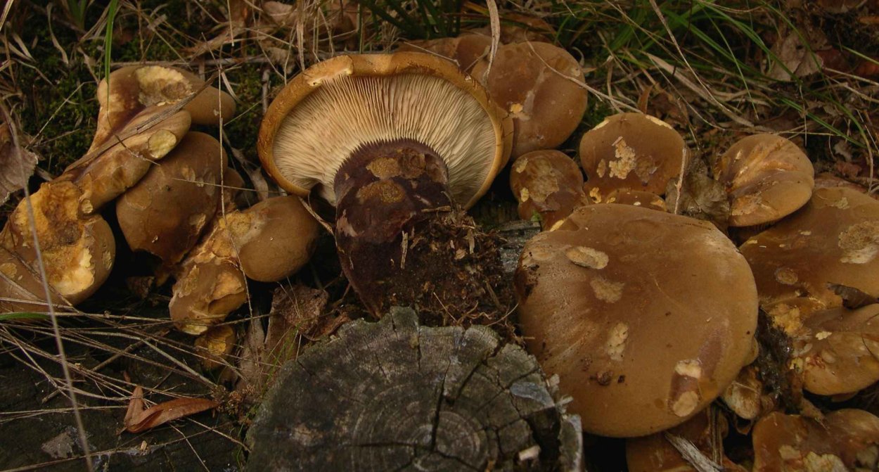 Свинушка гриб белая