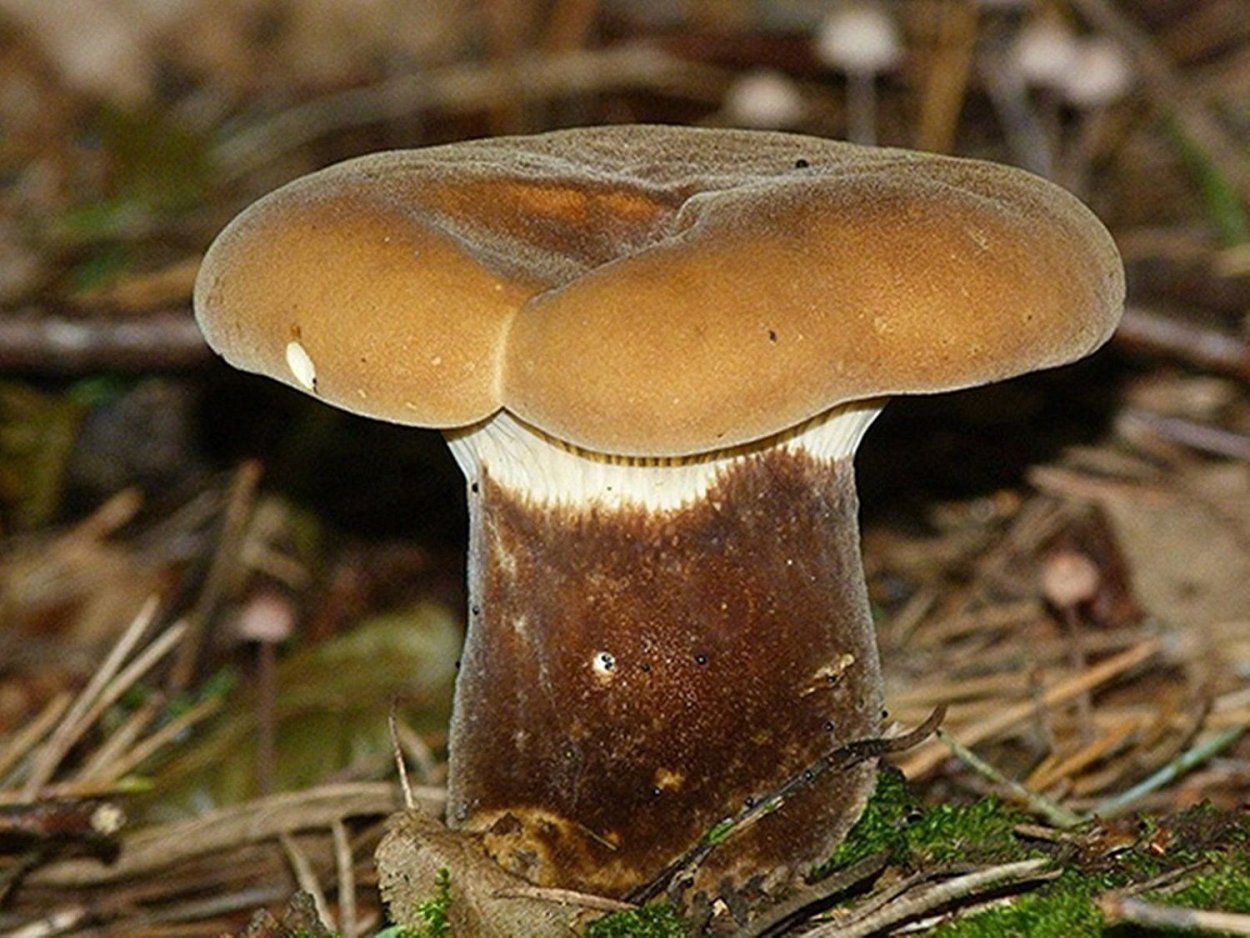 Ольховая свинушка (Paxillus filamentosus)