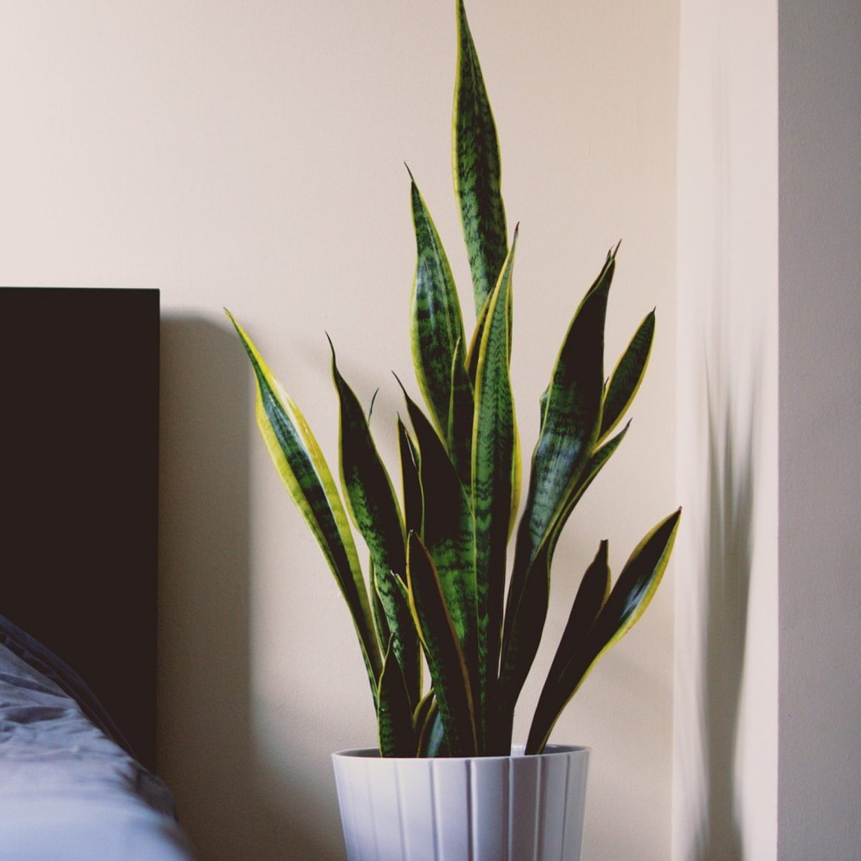 Деревянные напольные горшки для цветов Тещин язык