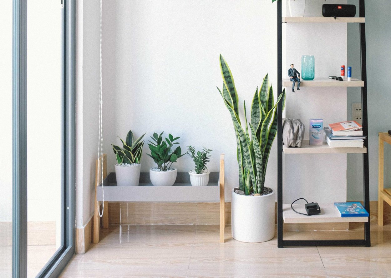 Сансевьера в скандинавском интерьере