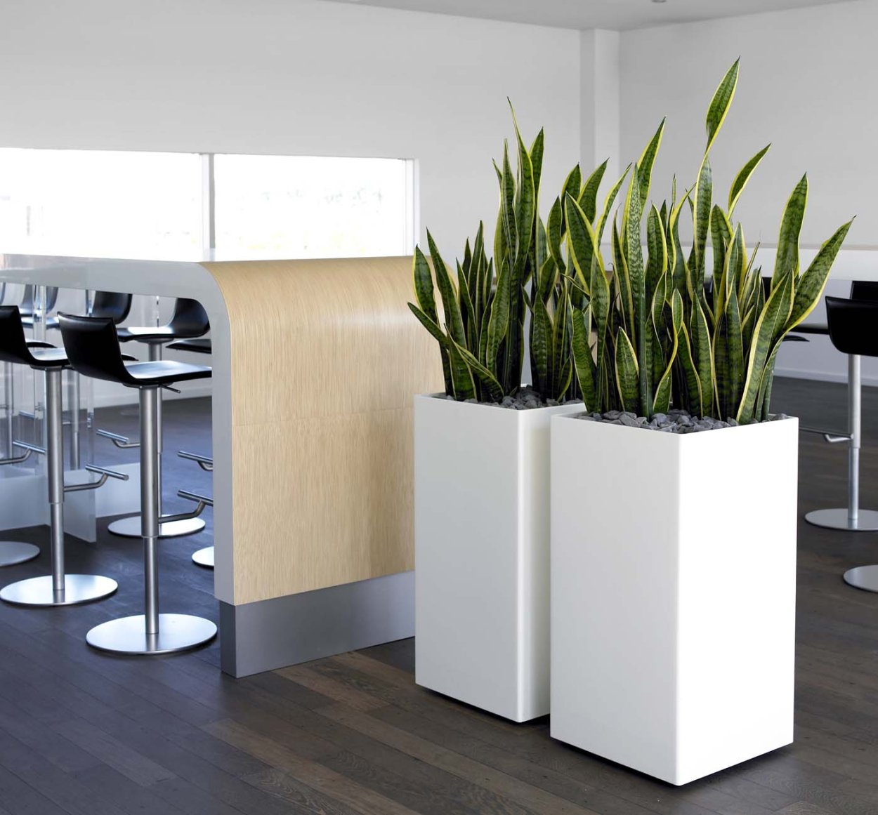 Сансевиерия плантс