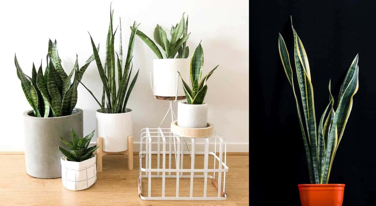 Тайская сансевьера горшок