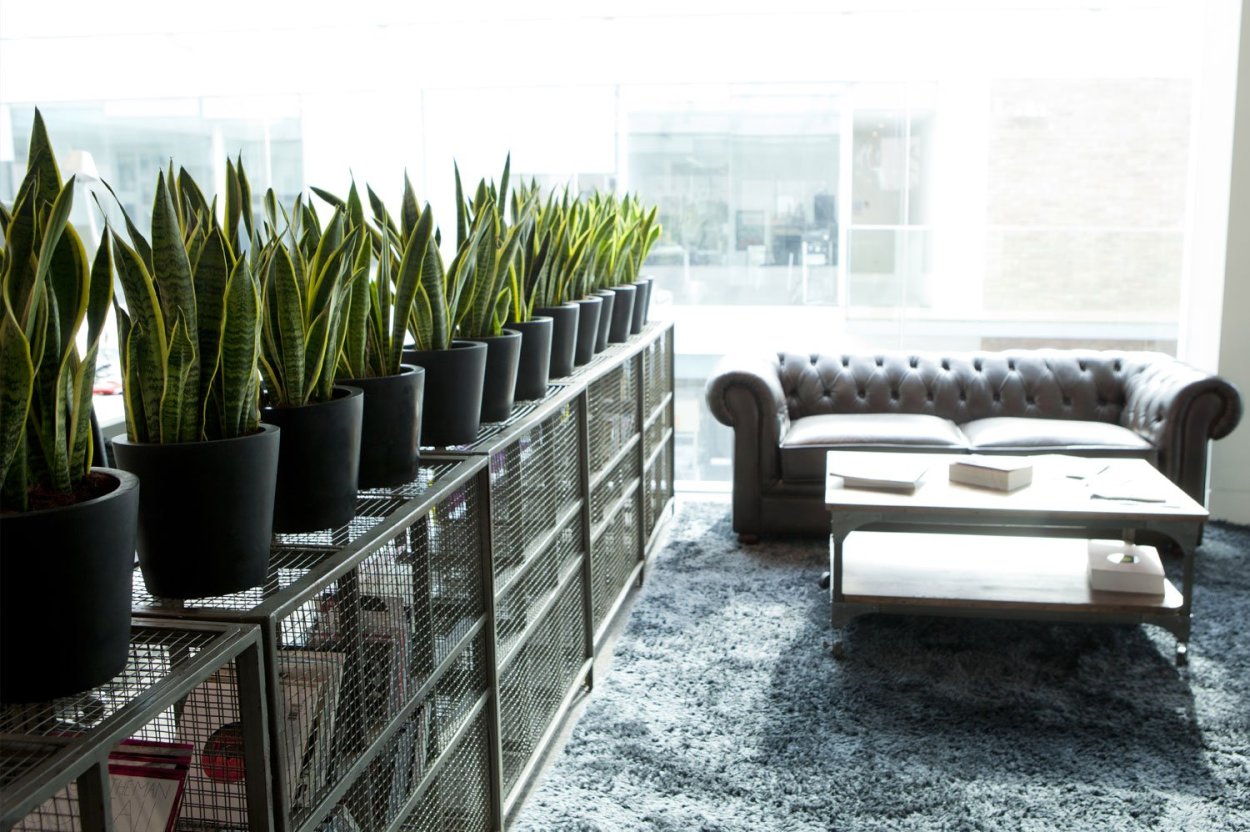 Сансевиерия в темном углу