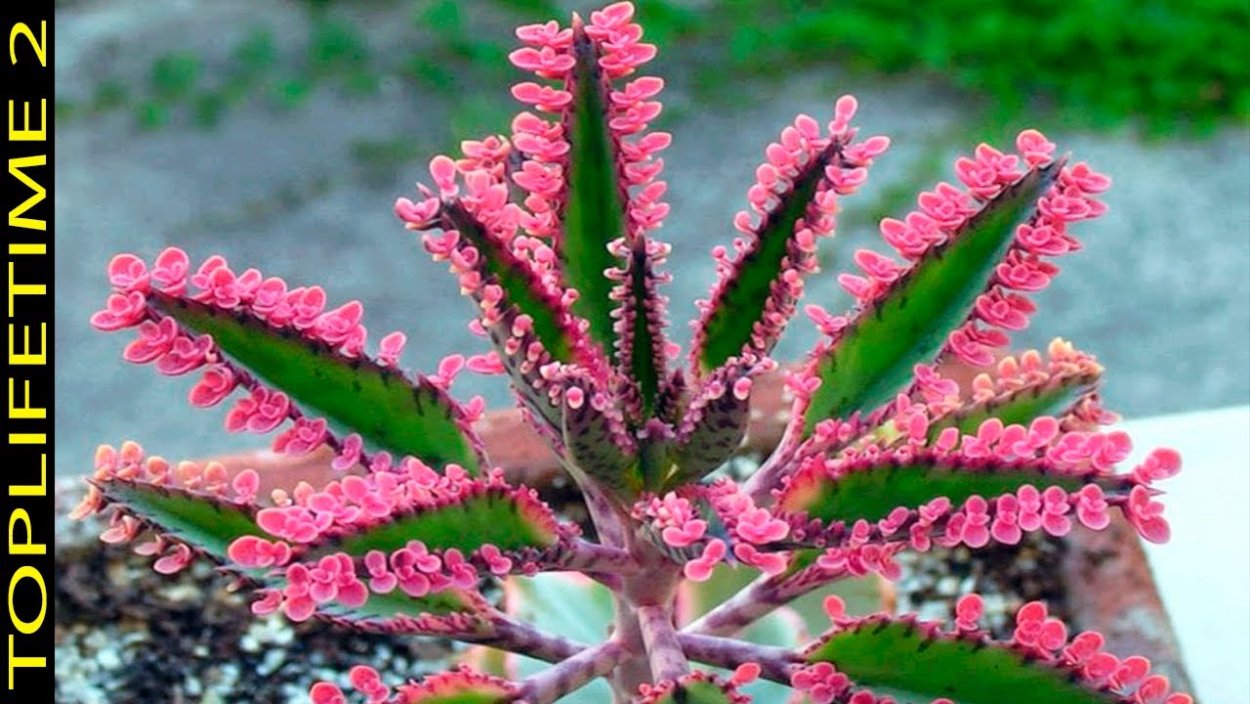 Каланхоэ Блоссфельда бриофиллум