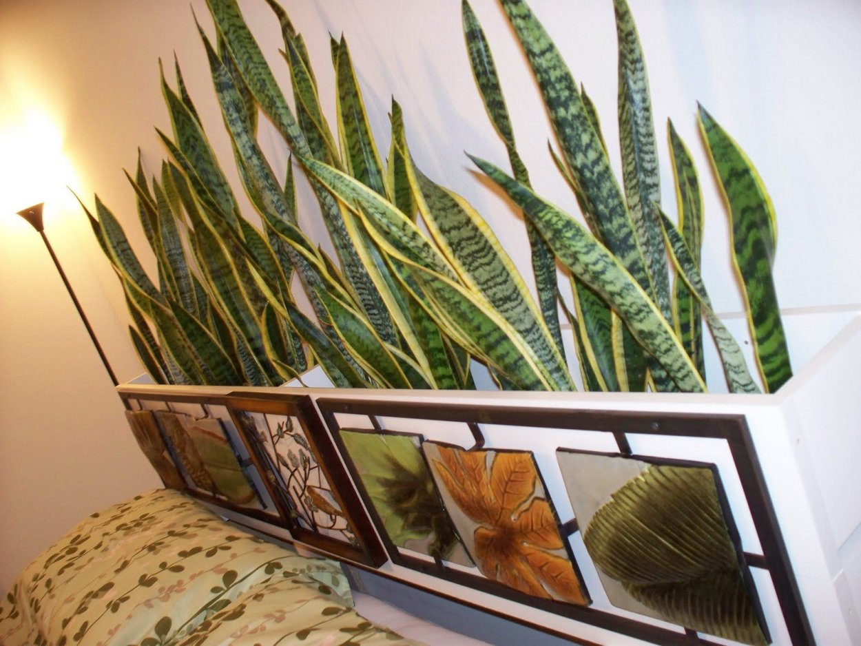 Сансевиерия tough Lady