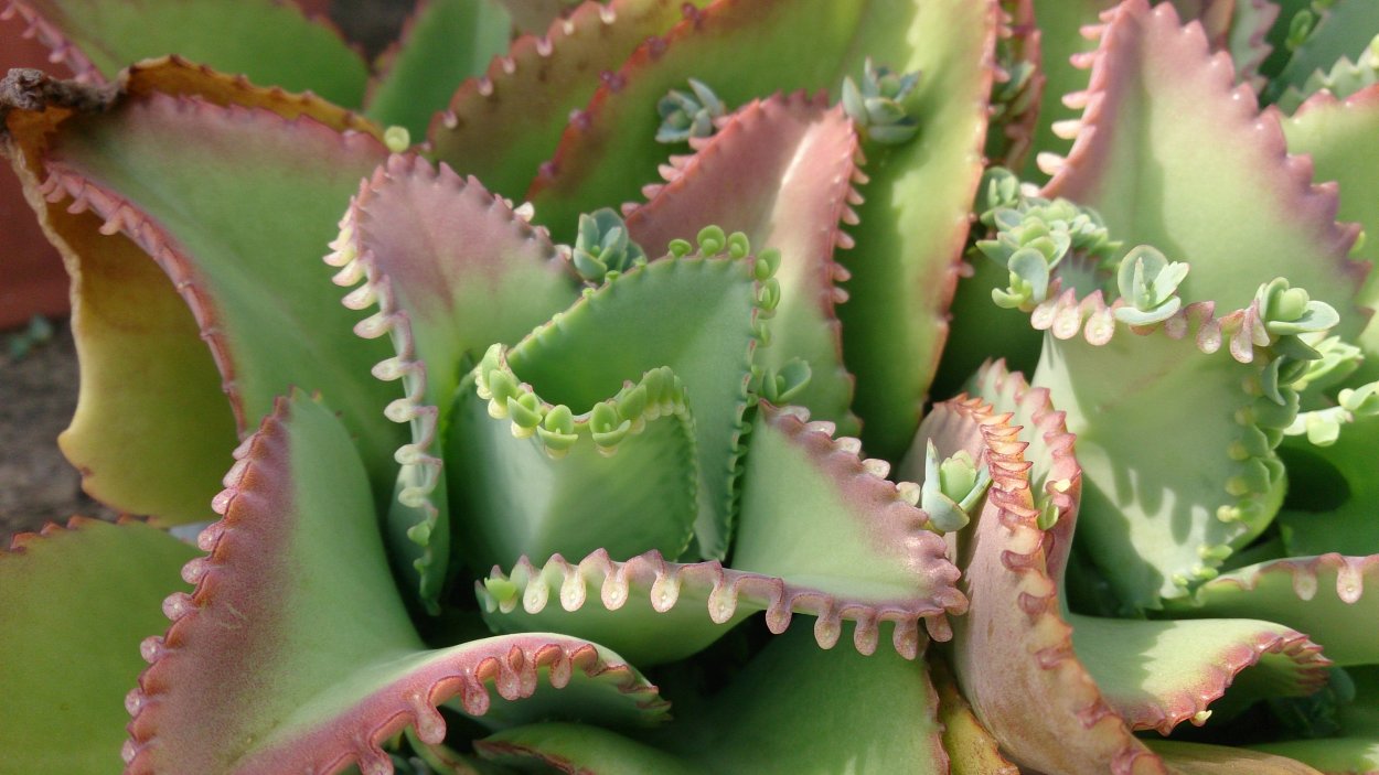 Каланхоэ Спайдер Грин