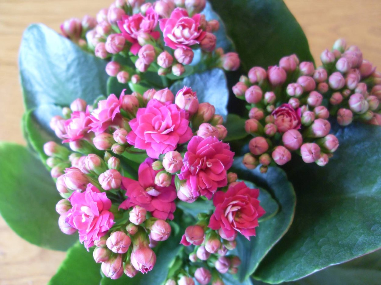 Бриофиллум перистый