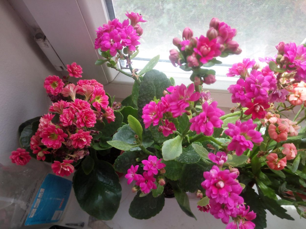 Каланхоэ Блоссфельда оранжевый