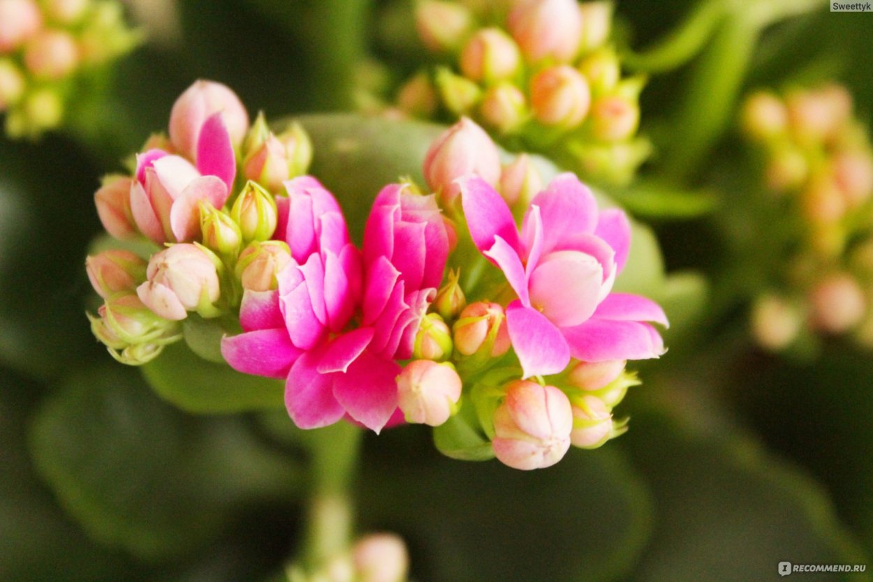 Каланхоэ каландива